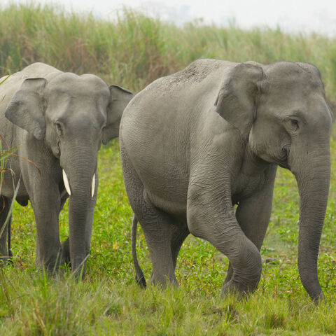 Asian Elephant | Zoo Tycoon Wiki | Fandom