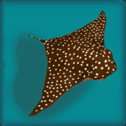 SpottedEagleRay