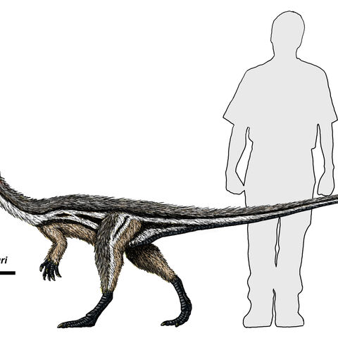coelophysis tycoon zoo wikia animals height