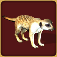 Meerkat | Zoo Tycoon Wiki | FANDOM powered by Wikia