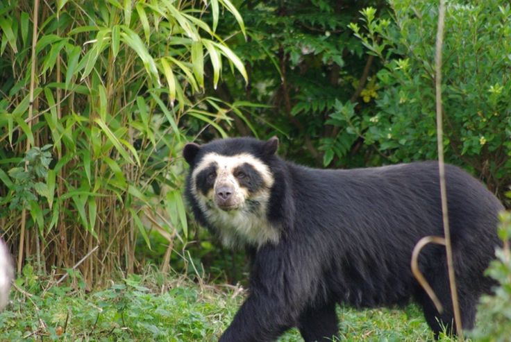 category-montane-forest-animals-zoo-tycoon-wiki-fandom-powered-by-wikia