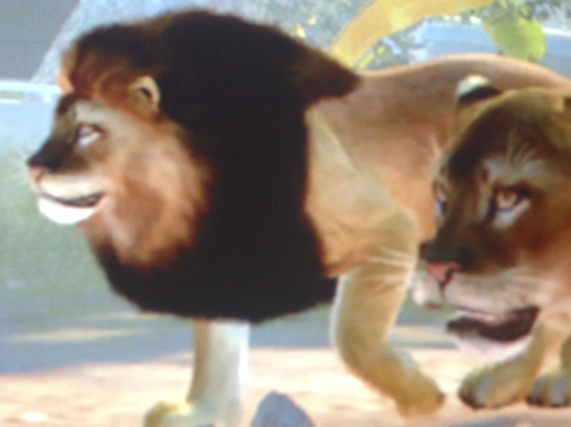 Asiatic Lion Zoo Tycoon Wiki FANDOM powered by Wikia