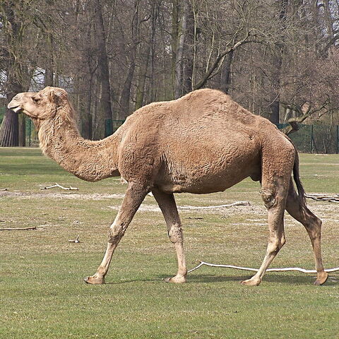 Dromedary Camel | Zoo Tycoon Wiki | FANDOM powered by Wikia