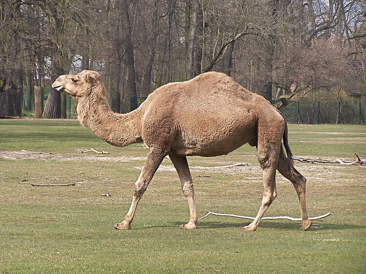 Dromedary Camel | Zoo Tycoon Wiki | FANDOM powered by Wikia