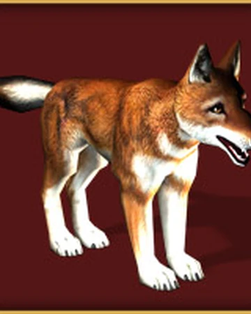 Ethiopian Wolf Diet