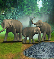 Asian Elephant | Zoo Tycoon Wiki | FANDOM powered by Wikia