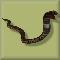 zoo tycoon 2 download snakes