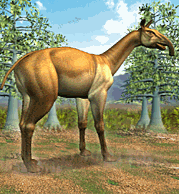 Toy toy south africa Toy toy south africa