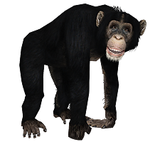 image chimp png zoo tycoon wiki fandom powered by wikia chimp size