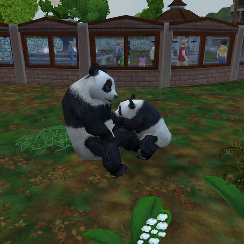 Giant Panda Zoo Tycoon Wiki Fandom Powered By Wikia