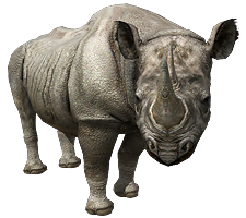 Image - Black Rhinoceros.png | Zoo Tycoon & Wildlife Park Wiki | FANDOM ...