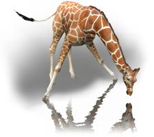 Reticulated Giraffe (RR) | Zoo Tycoon & Wildlife Park Wiki | FANDOM