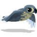 75 peregrine