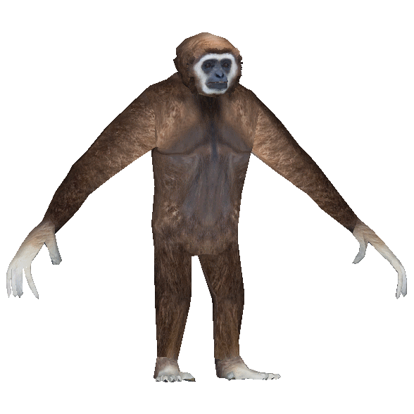 Whitehanded Gibbon (Ludozoo) ZT2 Download Library Wiki FANDOM