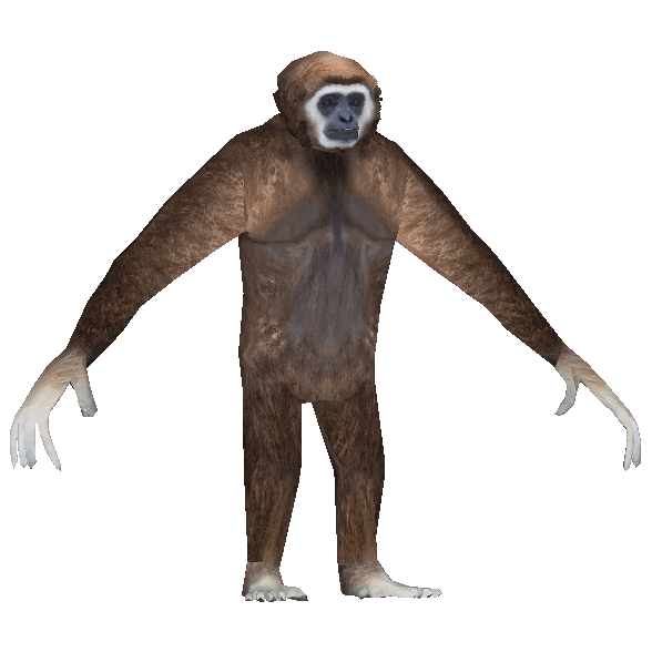 White-handed Gibbon (Ludozoo) | ZT2 Download Library Wiki | FANDOM ...