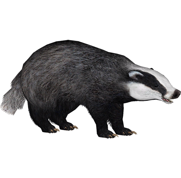 барсук и енот. барсук рисунок. белый барсук. барсук для детей. барсук на белом фоне для детей.