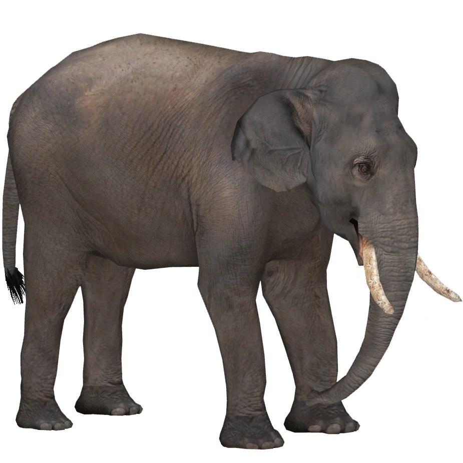 https://vignette.wikia.nocookie.net/zt2downloadlibrary/images/0/07/Bornean_Elephant_%28Tamara_Henson%29.png/revision/latest?cb=20191022183301