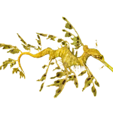 Leafy Seadragon Aurora Designs Zt2 Download Library Wiki Fandom