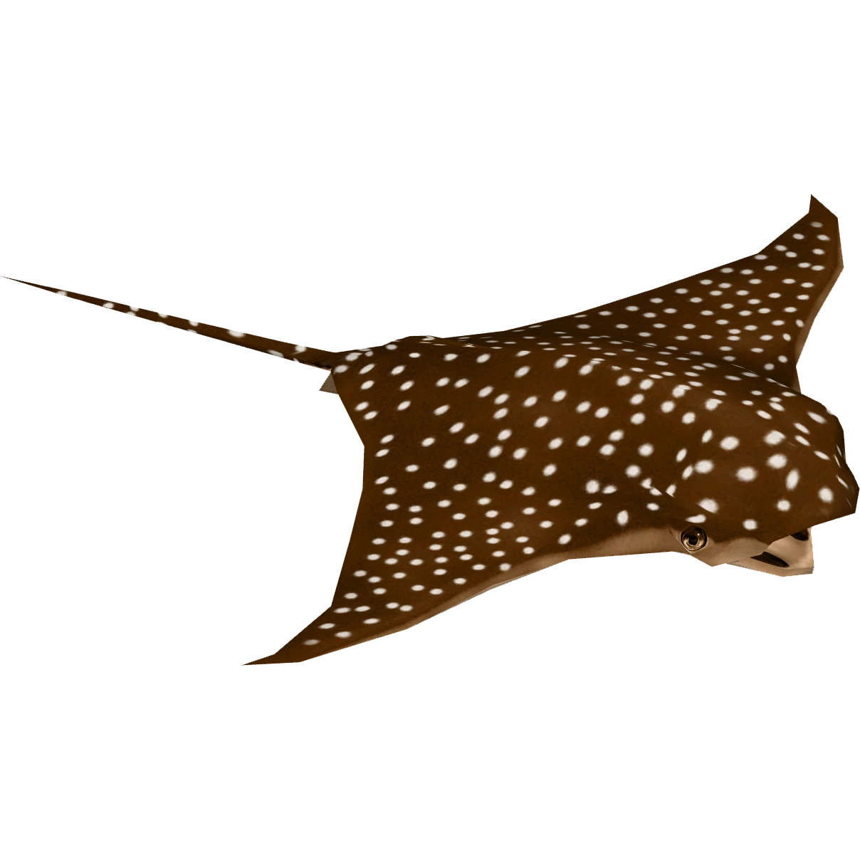 Spotted Eagle Ray Artifex ZT2 Download Library Wiki Fandom