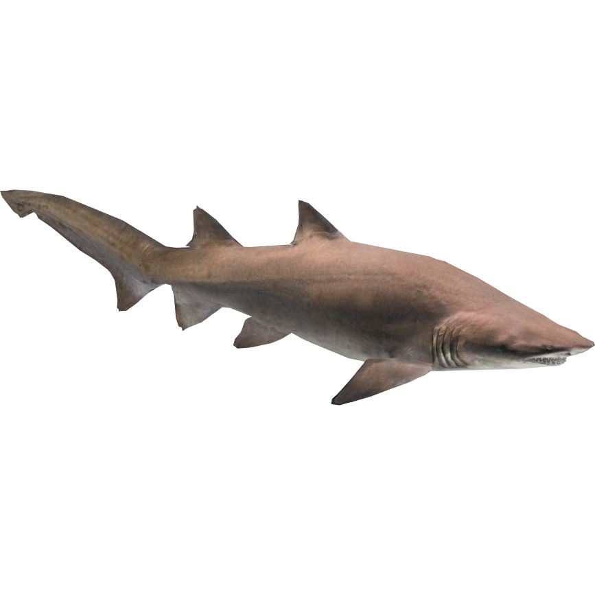Sand Tiger Shark (Zerosvalmont) | ZT2 Download Library Wiki | Fandom