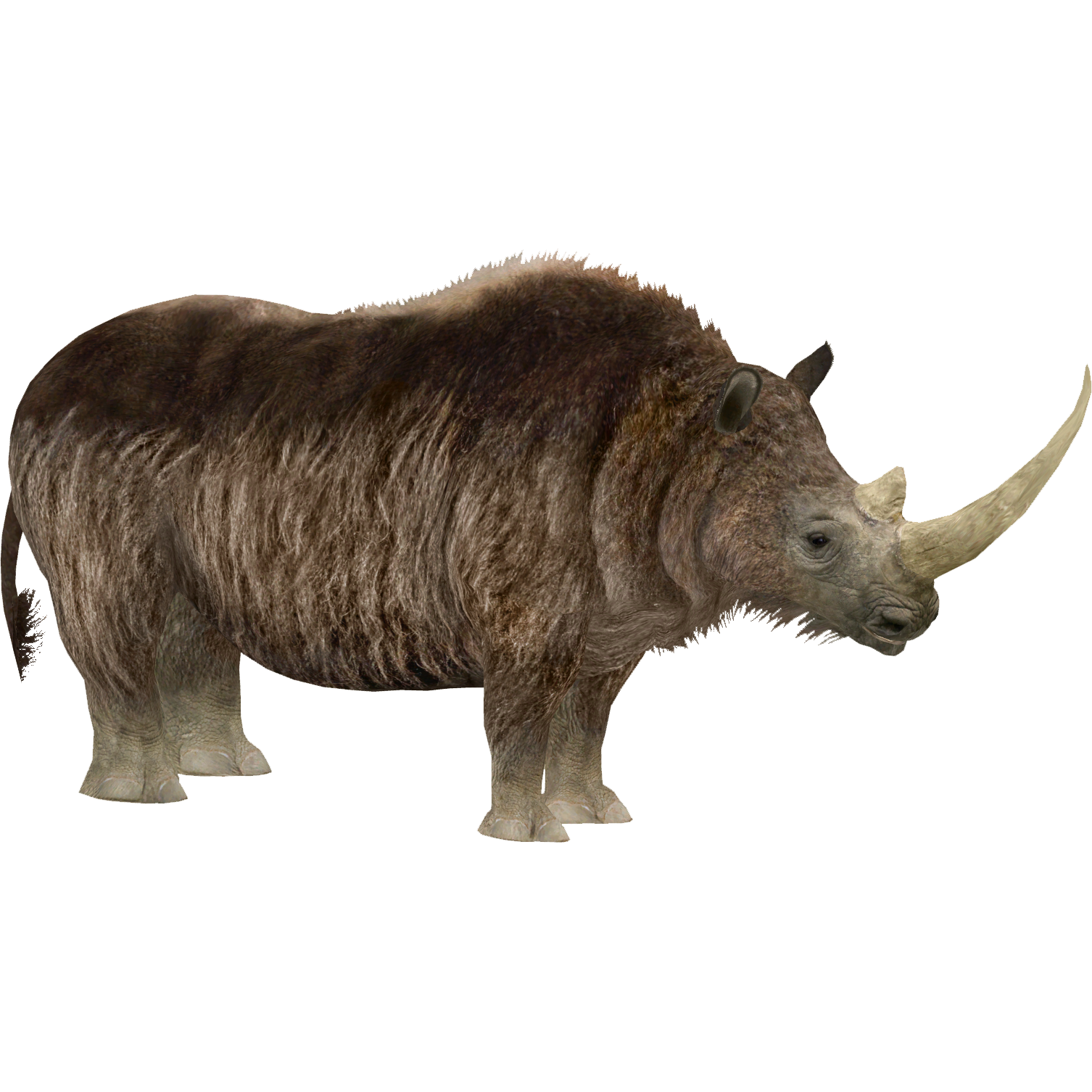 Мамонт рино. Шерстистый носорог. Носорог шерстистый плейстоцен. Носорога шерстистого носорога. Шерстистый носорог вымершие Носороговые.