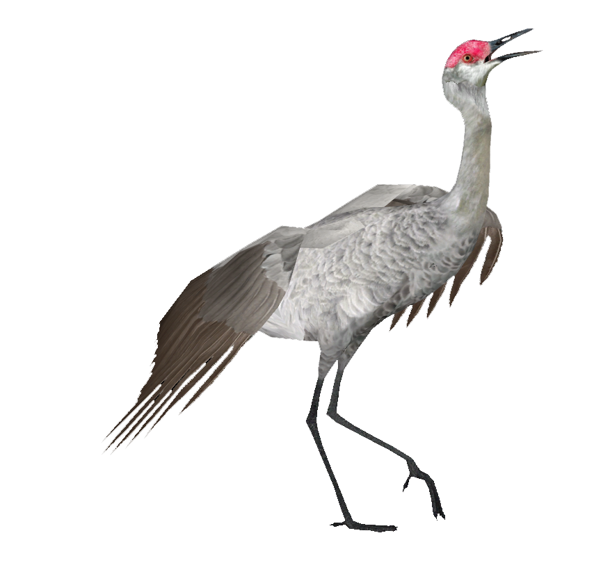 Sandhill Crane Wikipedia >> Sandhill Crane Burnt Gecko Zt2 Download Library Wiki Fandom Sandhill Crane Wikipedia >> Sandhill Crane Burnt Gecko Zt2 Download Library Wiki Fandom