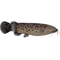 Electric Catfish Zerosvalmont Zt2 Download Library Wiki Fandom