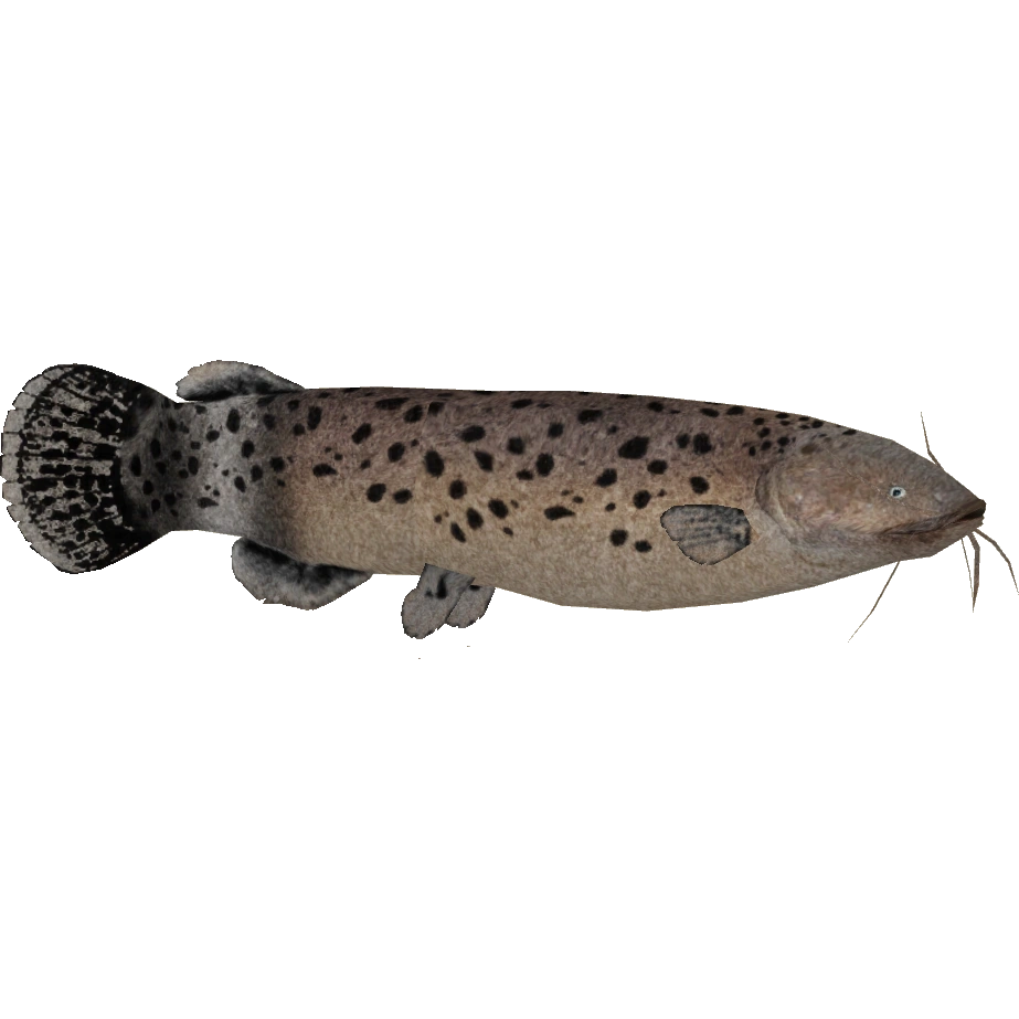 Electric Catfish (Zerosvalmont) ZT2 Download Library Wiki Fandom