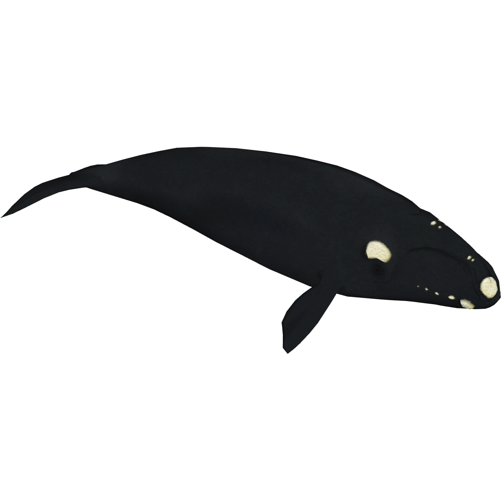 North Atlantic Right Whale (Jannick) | ZT2 Download Library Wiki | Fandom