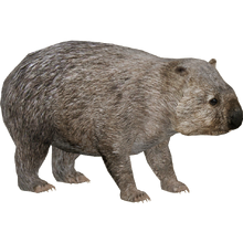 Common Wombat Zerosvalmont Zt2 Download Library Wiki Fandom