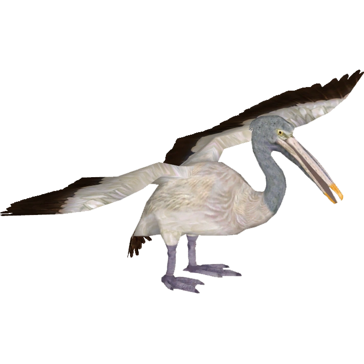 https://vignette.wikia.nocookie.net/zt2downloadlibrary/images/2/2c/PelicanSpotbilled_Tamara_Henson.png/revision/latest?cb=20150120105549