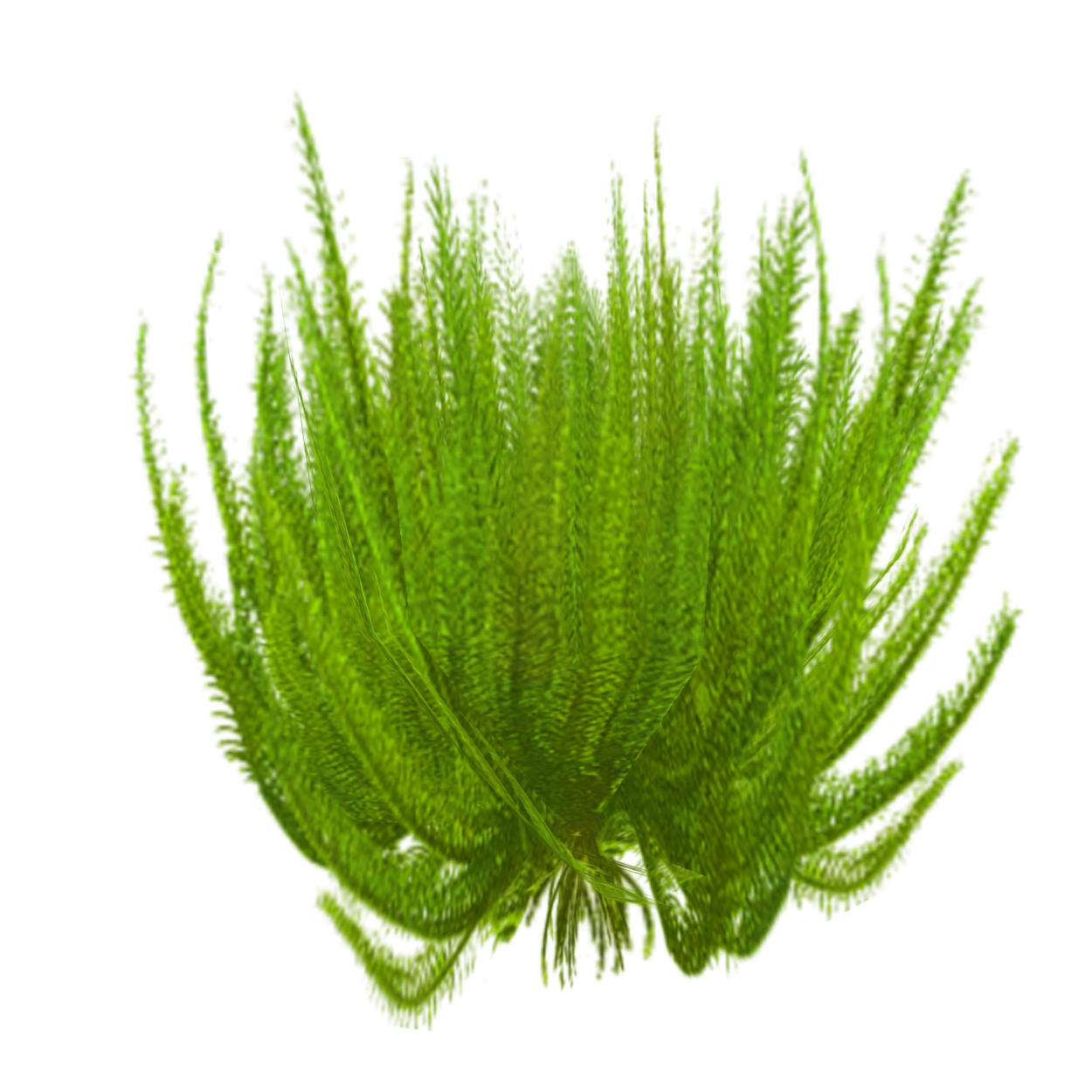 Image Feather Star 1 AD png ZT2 Download Library Wiki FANDOM