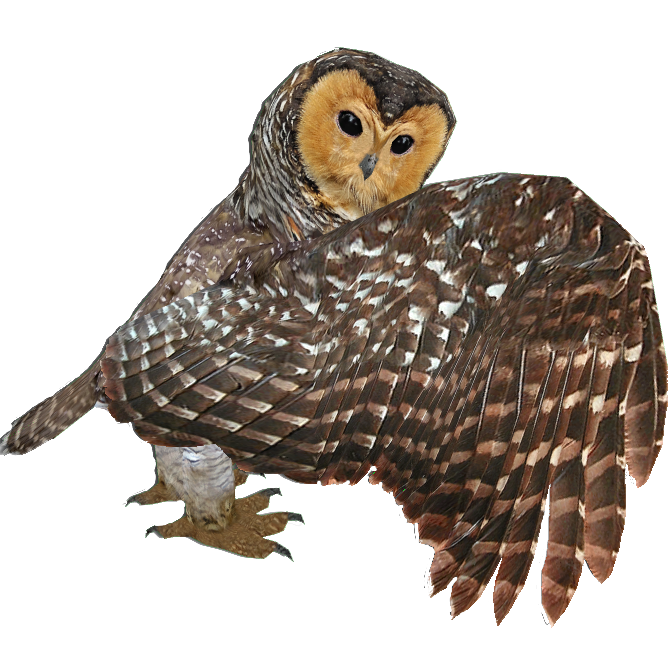 spotted wood owl mibound zt2 download library wiki fandom