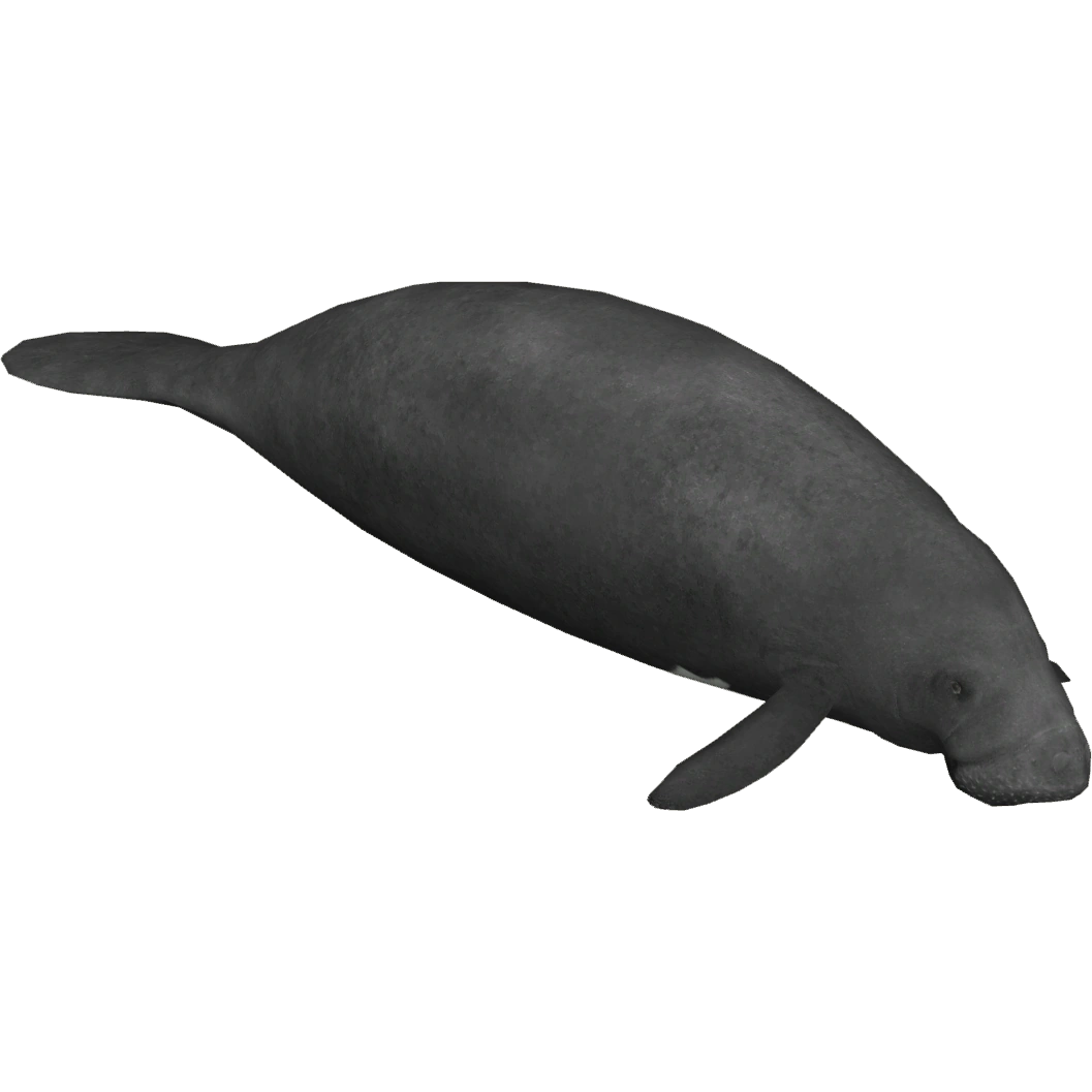 Amazonian Manatee (Lgcfm) | ZT2 Download Library Wiki | Fandom