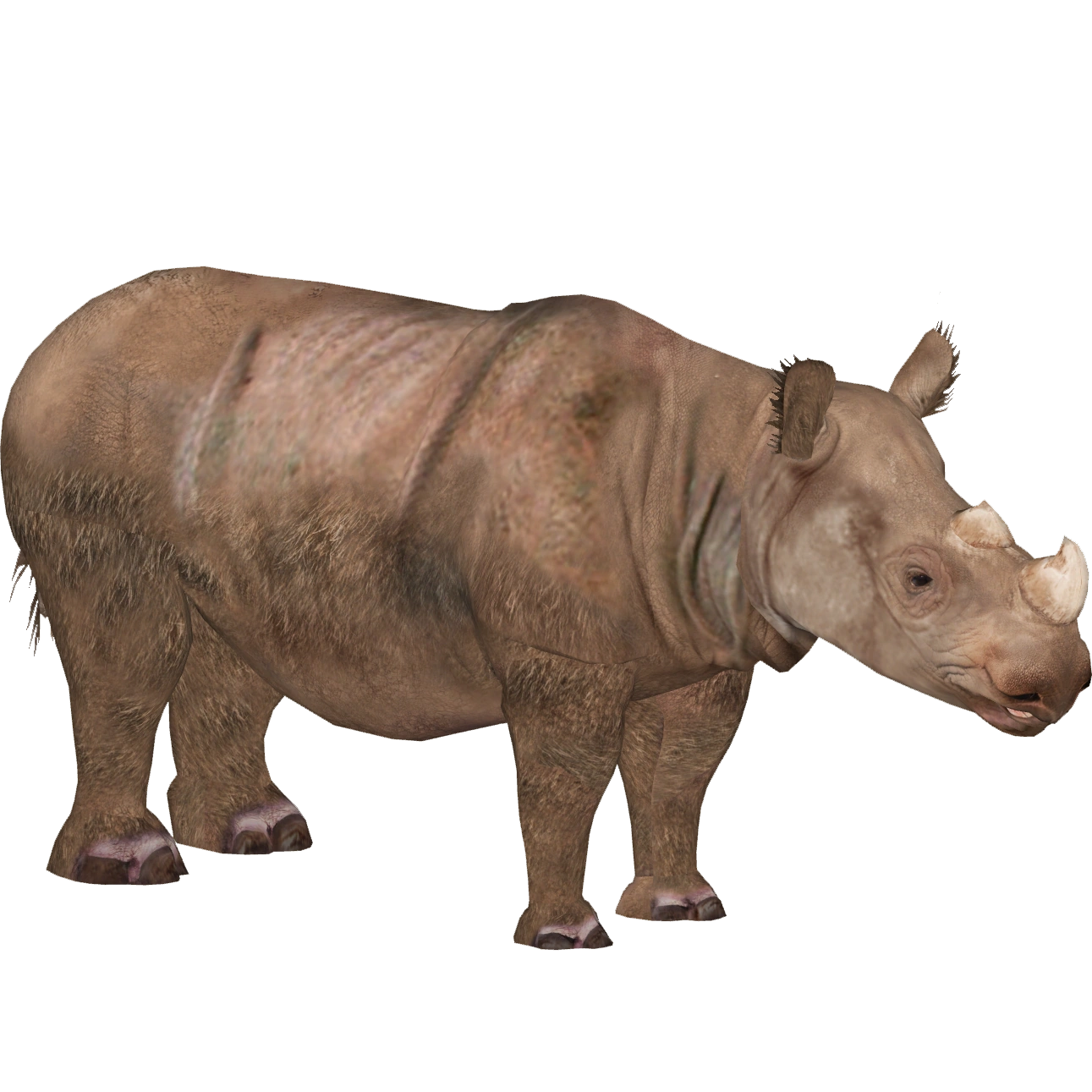 https://vignette.wikia.nocookie.net/zt2downloadlibrary/images/3/34/Bornean_Rhinoceros_%28Tamara_Henson%29.png/revision/latest?cb=20191022184017