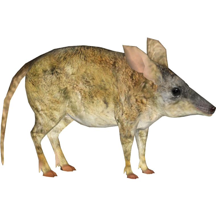 Свиноногий бандикут. Пустынный бандикут. Pig Footed Bandicoot. Свиноногий бандикут вымершие животные.