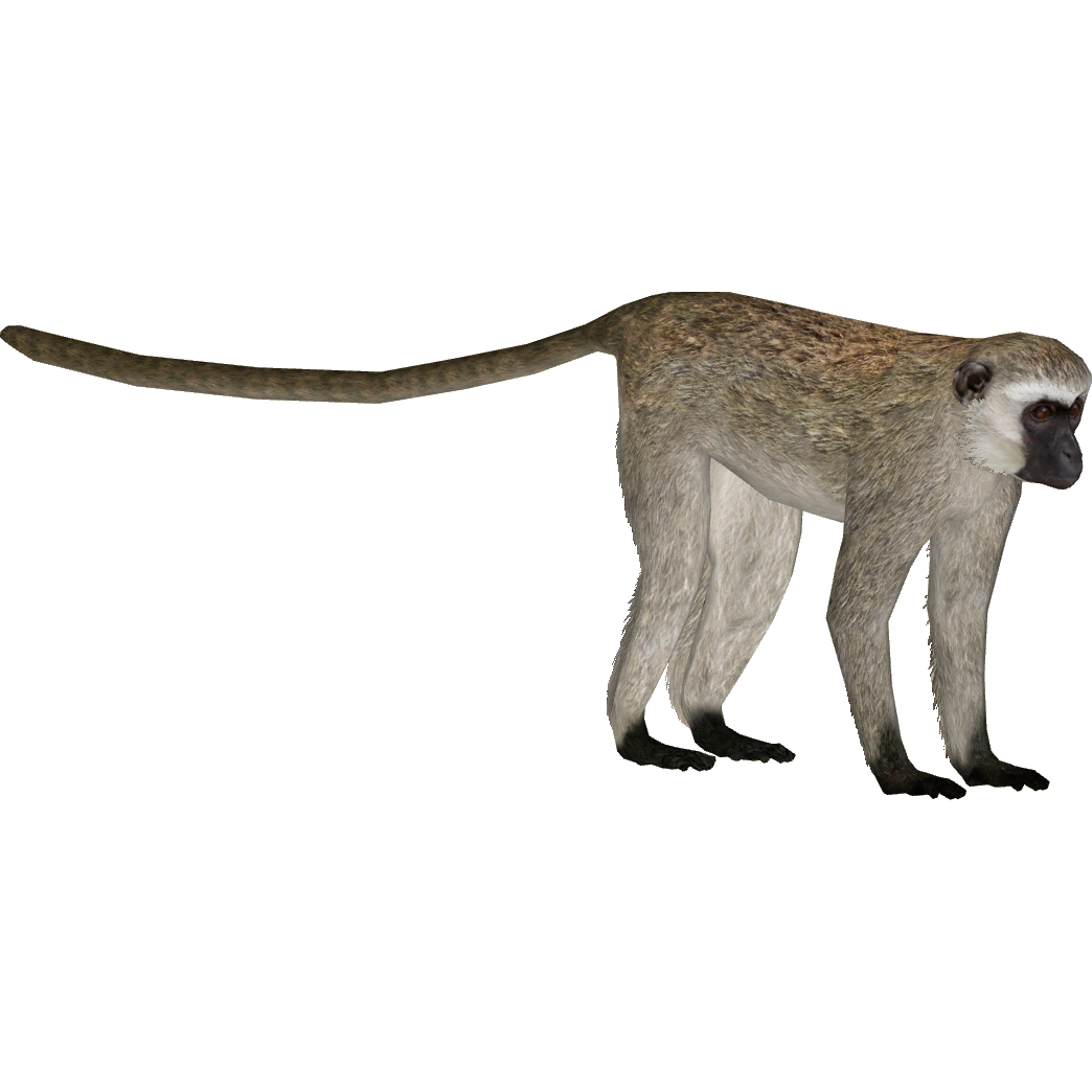 Vervet Monkey (DutchDesigns) | ZT2 Download Library Wiki | FANDOM