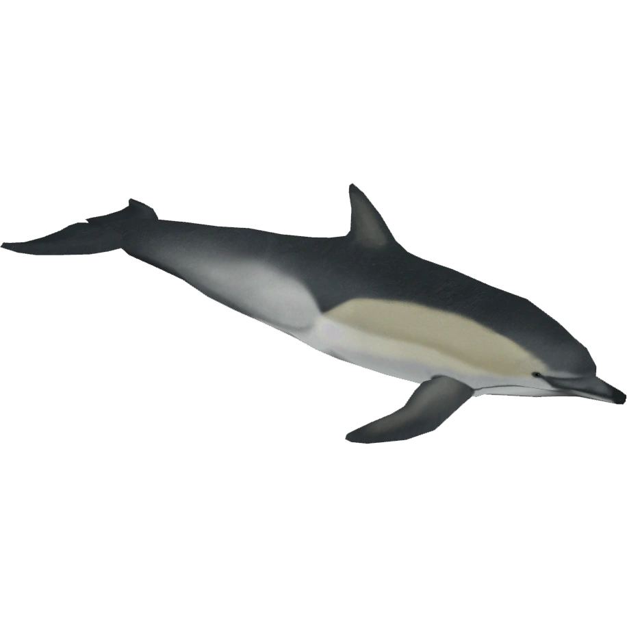 Shortbeaked Common Dolphin (ZetaDesigns) ZT2 Download Library Wiki