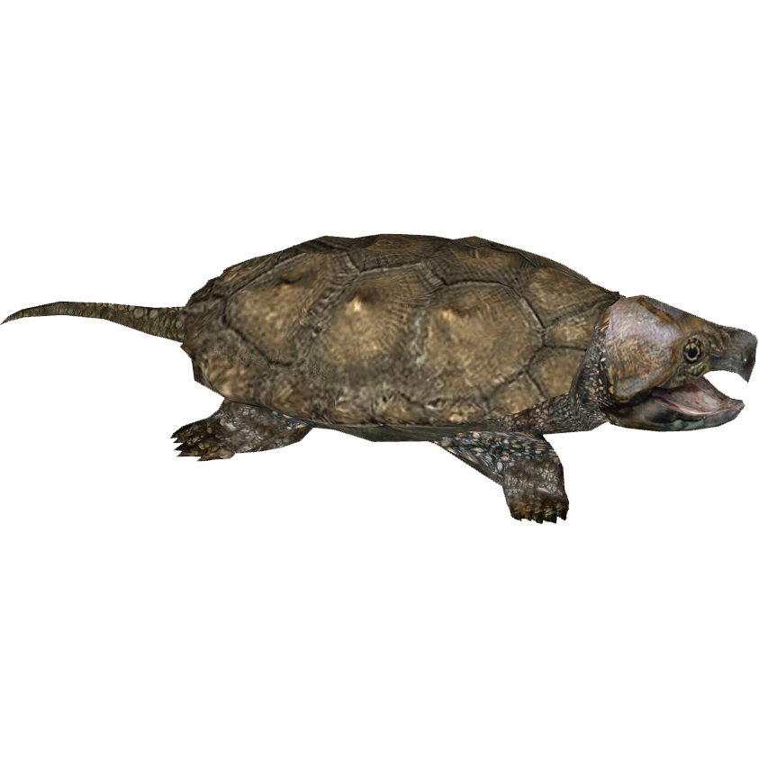 https://vignette.wikia.nocookie.net/zt2downloadlibrary/images/3/3b/Big-headed_Turtle_%28Tamara_Henson%29.png/revision/latest?cb=20160604170306