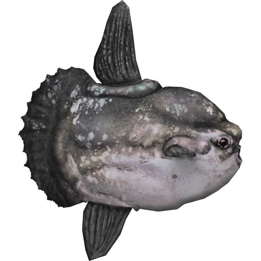 Ocean Sunfish (HENDRIX) | ZT2 Download Library Wiki | Fandom