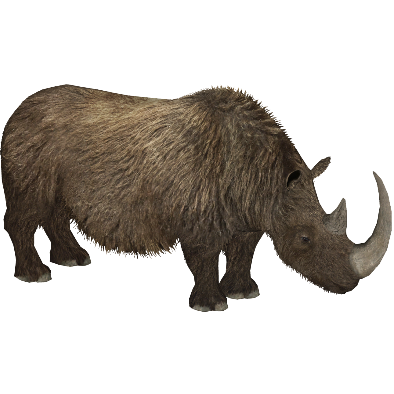 woolly rhinoceros