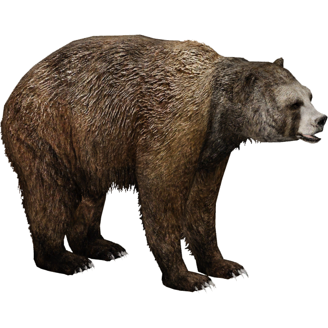 Short Faced Bear Eryel Sam Zt2 Library Wiki Fandom Short Faced Bear Eryel Sam Zt2 Library Wiki Fandom Powered By Wikia
