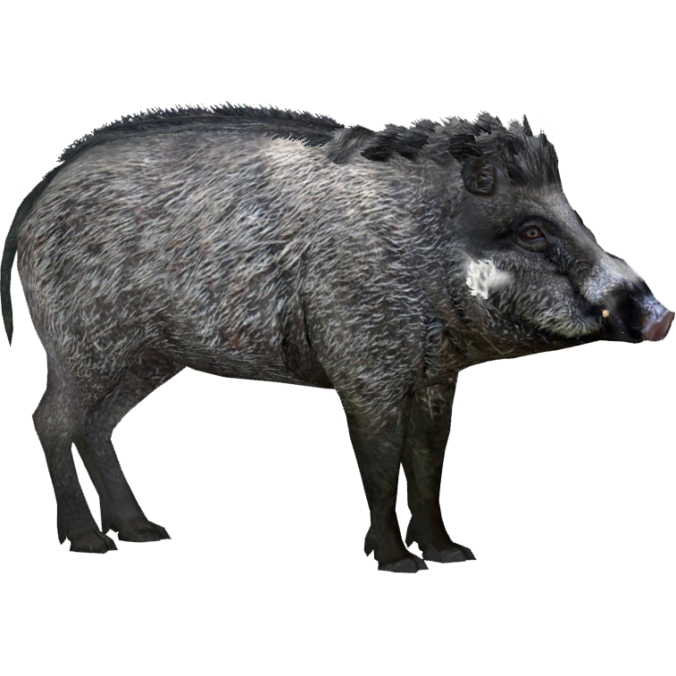 zoo tycoon 2 download has black graphics