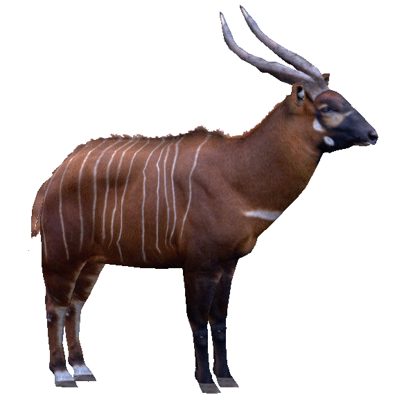 latest?cb=20150217151818&format=original