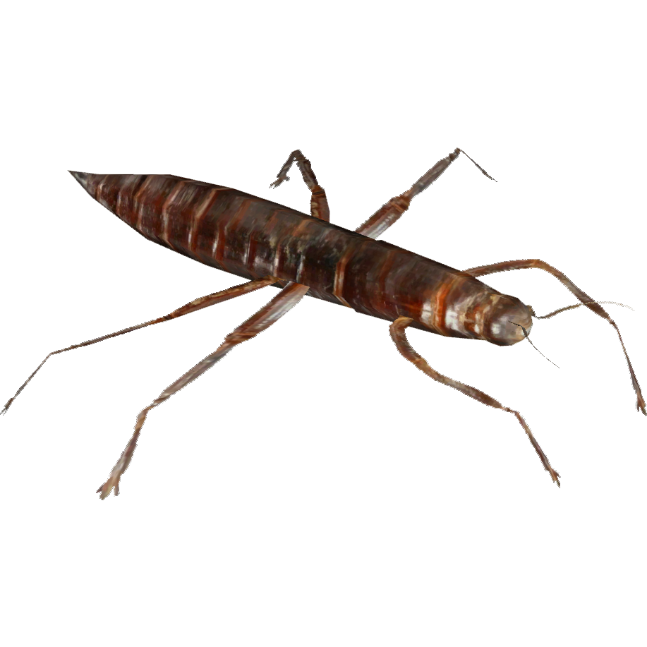 Lord Howe Island Stick Insect (Whalebite) | ZT2 Download Library Wiki | Fandom