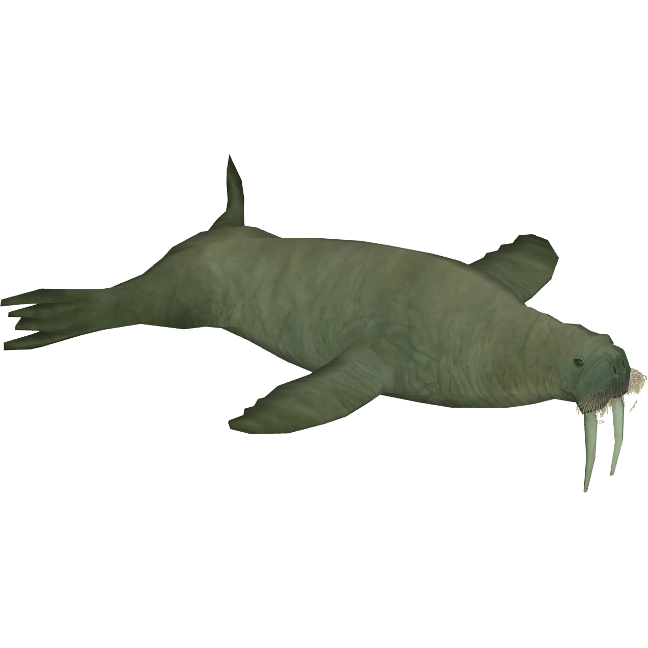 https://vignette.wikia.nocookie.net/zt2downloadlibrary/images/5/52/Atlantic_Walrus_%28Zoo_Tycoon_Wildlife_Design_Team%29.png/revision/latest?cb=20201005005416