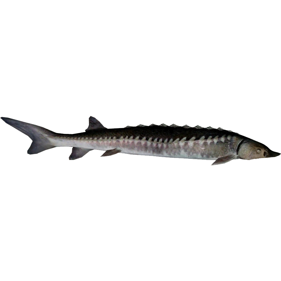 https://vignette.wikia.nocookie.net/zt2downloadlibrary/images/5/52/Chinese_Sturgeon_%28Whalebite%29.png/revision/latest?cb=20160510204543