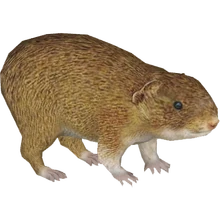 Montane Cavy (Tamara Henson)