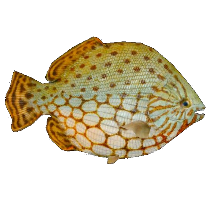 Dapedium (Imago) ZT2 Download Library Wiki FANDOM powered by Wikia