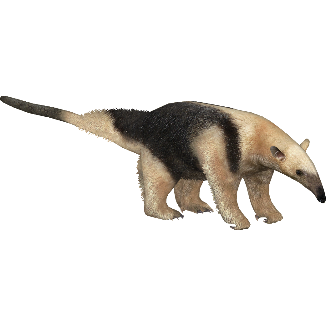 Anteater